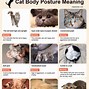 Image result for Cat Body Weight Chart