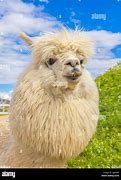 Image result for Lama Animal Funny