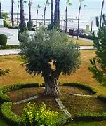 Image result for Olive Tree Landscape Design