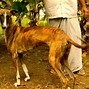 Image result for Peper Dog