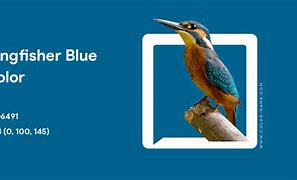 Image result for Kingfisher Color