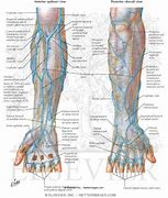 Image result for Veins On Forearm