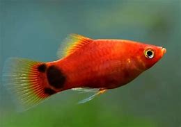 Image result for Albino Mickey Mouse Platy