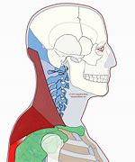 Image result for Inferior Trapezius