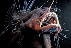 Image result for Deep Sea LED Lighting