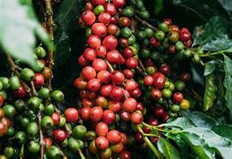 Image result for Batian Coffee Farming in Kenya