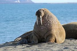 Image result for Aquarium Walrus