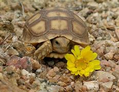 Image result for Arizona Desert Tortoise