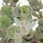 Image result for Adromischus Cactus