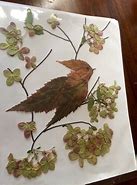 Image result for Dried Flower Art