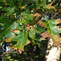 Image result for Oak Tree Bark Disease