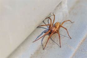 Image result for Brown House Spider Poisonous