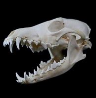 Image result for Coyote Skull Identification