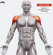 Image result for Shoulder Muscle Groups