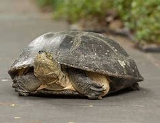 Image result for Turtle Lying