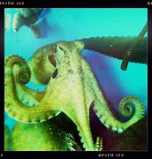 Image result for Octopus Bimaculoides