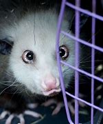 Image result for Possum Eyes