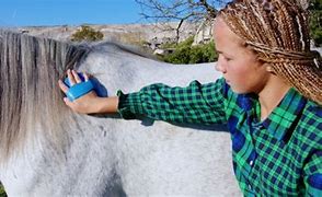 Image result for Horse Nursing