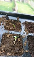 Image result for Cotyledon Seed Leaf