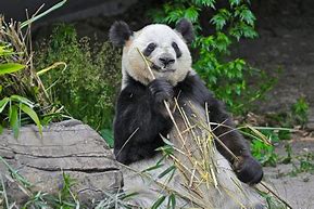 Image result for Panda Eating Fish