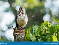 Image result for Buteo Platypterus