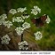 Image result for Hemlock Pics