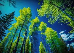 Image result for Bright Green Nature Trees Forest