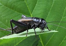 Image result for Insect Kettle Crips