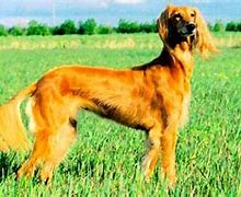 Image result for Saluki Dog Breed