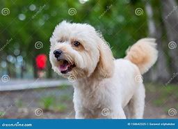 Image result for Poodle Terrier