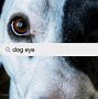 Image result for Clean Dog Eye