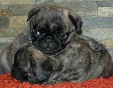 Image result for Pug Puppies Brindle