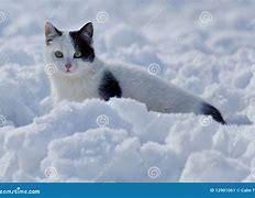 Image result for Snow On Cat Stunning