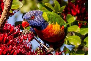 Image result for Lorie's Bird