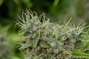 Image result for Joker Strain