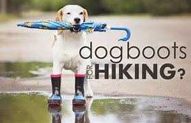 Image result for Dog Hiking Boots