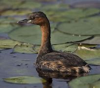 Image result for Small Grebe