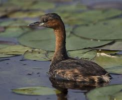 Image result for African Little Grebe