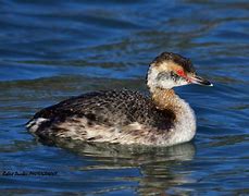 Image result for Female Grebe