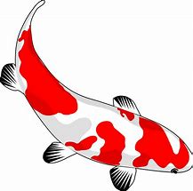 Image result for 13 Koi Carp Image