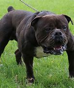 Image result for Baby Black Bulldog