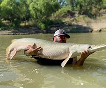 Image result for Arkansas Gar