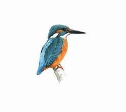 Image result for Kingfisher