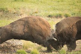 Image result for Buffalo Bison Fighting