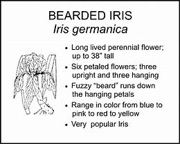 Image result for Bearded Iris by Name