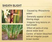 Image result for Diseases of Rice