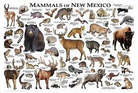 Image result for Mexican Mammals