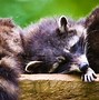 Image result for Zigzagoon Sleeping