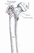 Image result for Femur Parts