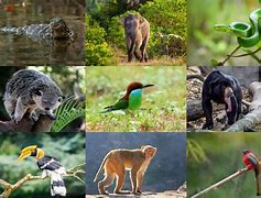 Image result for Vietnam Native Animals